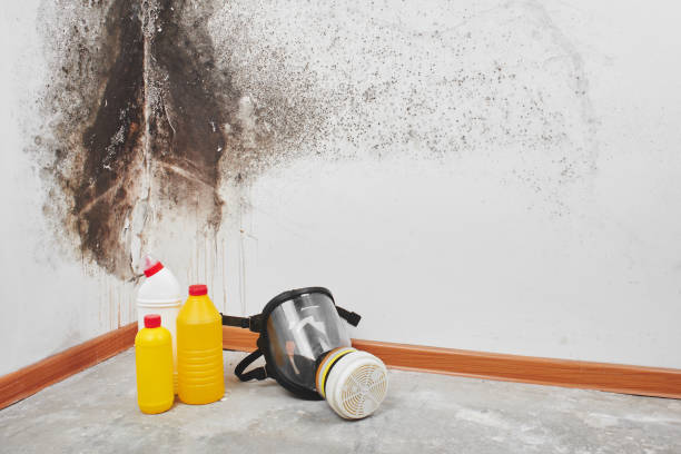 Best Certified Mold Removal  in Adelanto, CA