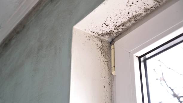 Best Commercial Mold Removal  in Adelanto, CA