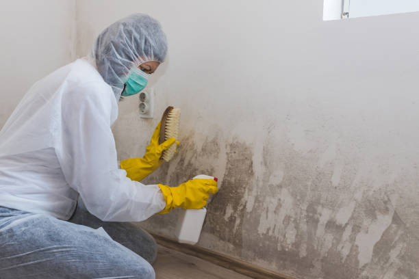 Best Toxic Mold Removal  in Adelanto, CA