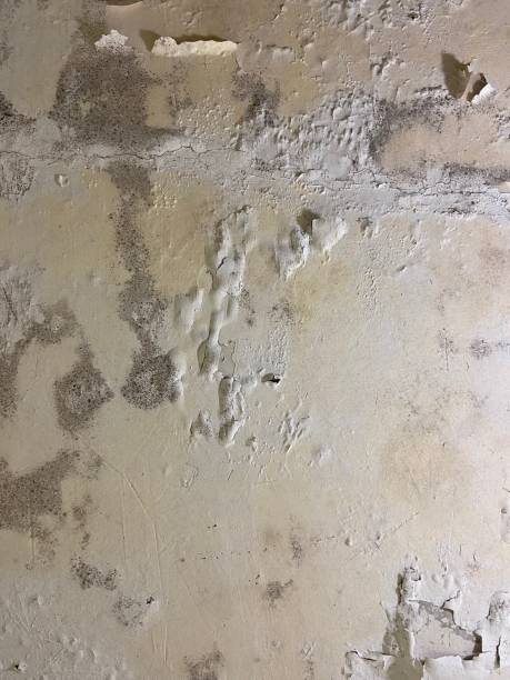 Best Emergency Mold Removal  in Adelanto, CA