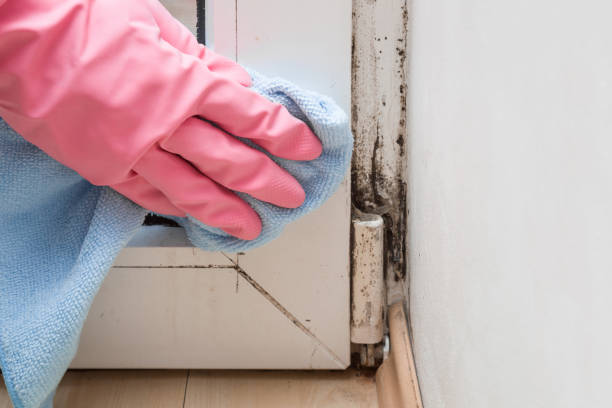 Certified Mold Removal in Adelanto, CA
